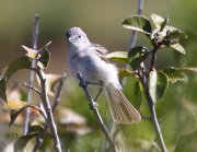 0J6A8824Gray_Vireo