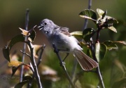 0J6A8825Gray_Vireo