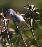 0J6A8826Gray_Vireo