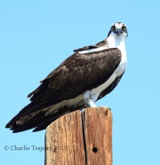 0J6A8846Osprey