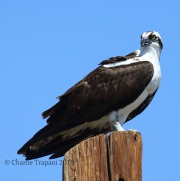 0J6A8849Osprey