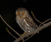 0J6A8851Elf_Owl