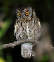 0J6A8875Whiskered_Screech_Owl