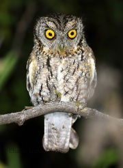 0J6A8877Whiskered_Screech_Owl