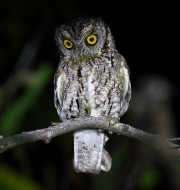 0J6A8878Whiskered_Screech_Owl