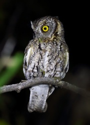 0J6A8882Whiskered_Screech_Owl