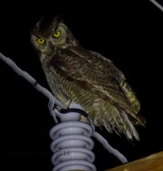 0J6A8945Great-horned_Owl
