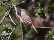 0J6A8988Ash-Throated_Flycatcher