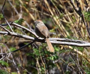 0J6A9003Rufous-crowned_Sparrow