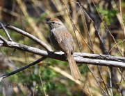 0J6A9005Rufous-Crowned_Sparrow