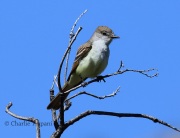 0J6A9018Ash-Throated_Flycatcher