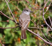 0J6A9033Ash-Throated_Flycatcher