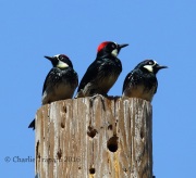 0J6A9144Acorn_woodpeckers