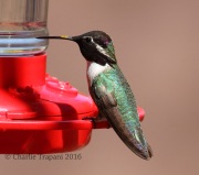 0J6A9156Costa's_Hummingbird