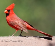 0J6A9159Northern_Cardinal