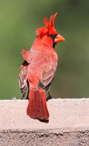 0J6A9162Northern_Cardinal