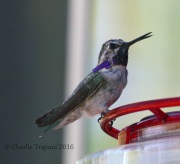 0J6A9171Costa's_Hummingbird