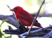 0J6A9229Summer_Tanager