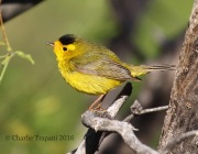 0J6A9265Wilson's_Warbler