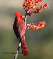 0J6A9327Northern_Cardinal