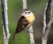 0J6A9338Black-headed_Grosbeak