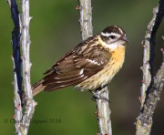 0J6A9339Black-headed_Grosbeak