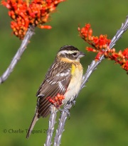 0J6A9348Black-headed_Grosbeak