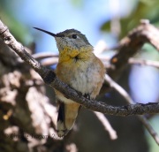 0J6A9426Broad-tailed_Hummingbird