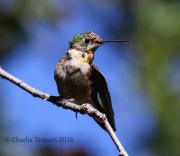 0J6A9462_Unknown_Hummingbird
