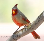 0J6A9518Pyrrhuloxia