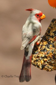 0J6A9528Pyrrhuloxia