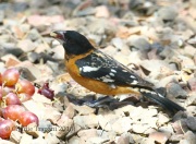 0J6A9540Black-Headed_Grosbeak