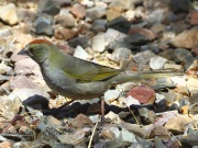 0J6A9571Green-Tailed_Towhee