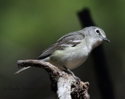0J6A9643Plumbeous_Vireo