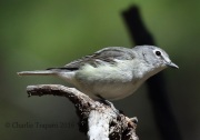 0J6A9652Plumbeous_Vireo