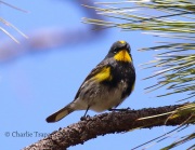 0J6A9660Yellow-Rumped_Warbler