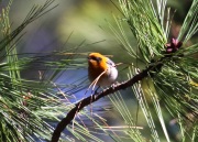 0J6A9666Olive_Warbler