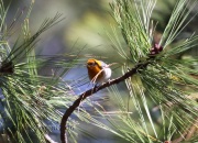 0J6A9667Olive_Warbler
