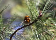 0J6A9670Olive_Warbler