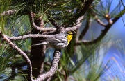 0J6A9694Grace's_Warbler