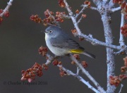 0J6A9718Virginia's_Warbler