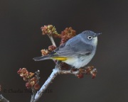 0J6A9734Virginia's_Warbler
