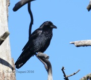 0J6A9740Common_Raven