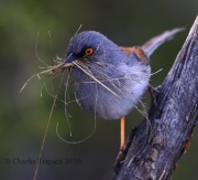 0J6A9759Yellow-eyed_Junco