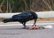 0J6A9776Common_Raven