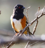0J6A9821Spotted_Towhee