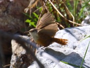 0J6A9847Canyon_Wren