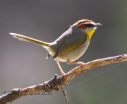 0J6A9849Canyon_Wren