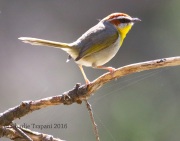0J6A9852Rufous-Capped_Warbler