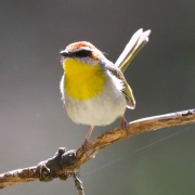 0J6A9855Rufous-capped_Warbler